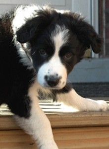 cute border collie