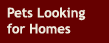 Pets Looking for Homes
